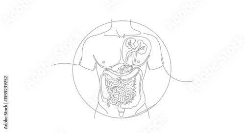 Simple line drawing of human digestive system anatomy.