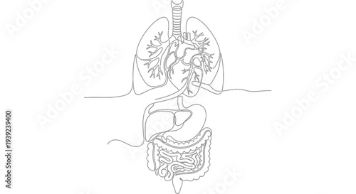 Detailed line drawing of human digestive and respiratory systems.