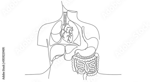 Continuous line drawing of human digestive system anatomy.