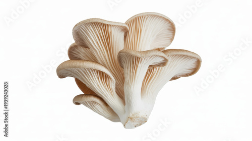 Oyster mushroom cluster on white background oyster mushrooms