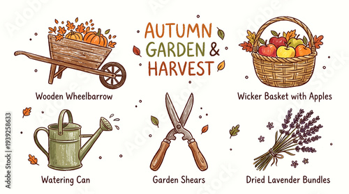 An autumn garden and harvest themed vector graphic illustration featuring a wooden wheelbarrow, wicker basket with apples, watering can, garden shears, and dried lavender bundles.