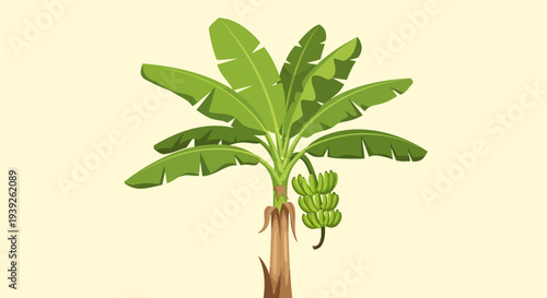 A vibrant illustration of a banana tree with a bunch of green bananas hanging from its stalk, set against a plain, light-colored background.