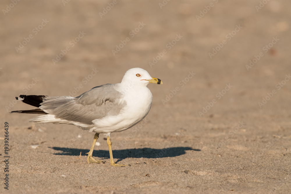 Obraz premium Ring-billed Gull (Larus delawarensis) standing on sandy beach on a sunny day
