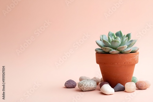 A green succulent plant is growing in a small terra cotta pot. It sits on a light pink surface with various colorful stones placed around it. The scene is simple and focuses on the potted plant