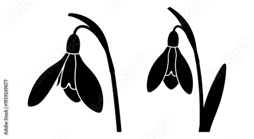 Set of 2 Black Snowdrop Flower Silhouettes Vector