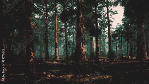 Fotografi Misty twilight pine forest with sunlit trunks, cinematic atmosphere of deep shad