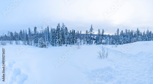 Cuadro en lienzo Panoramic winter lanscape with snow covered trees near Yellowknife, Canada