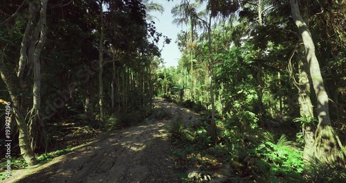 shaded woodland corridor with narrow path. close canopy and layered ferns create quiet meditative scene, gentle moss underfoot and slow rhythm ideal for mindful