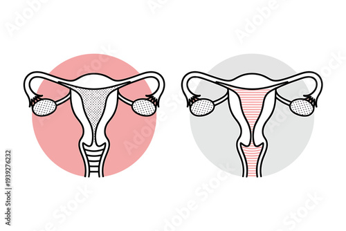 Female reproductive system anatomy with uterus and ovaries illustrations