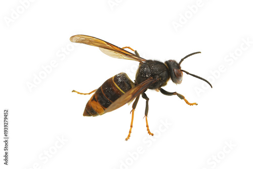 Photos asian hornet on a white background