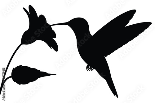 Black hummingbird drinking from a flower silhouette