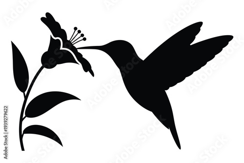 Black hummingbird feeding on purple flower silhouette