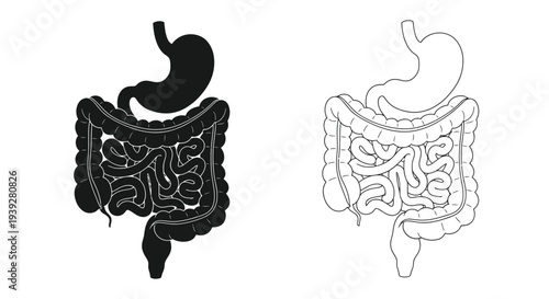 Human digestive system illustration stomach and intestines presented in dual tones