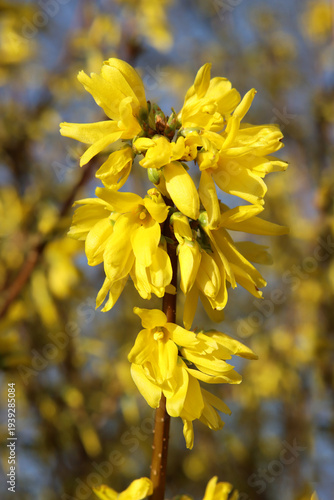 Goldflieder im Frühling