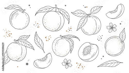 Elegant line art set of peaches, including whole fruits, slices, and halves with pits, alongside delicate peach blossoms and green leaves.