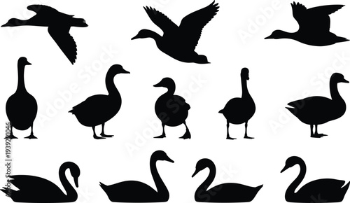 Collection of Black Silhouettes of Ducks, Geese, and Swans Keywords: ducks, geese, swans, birds, waterfowl, silhouette, flying, standing, swimming, nature, wildlife, animal, ornithology