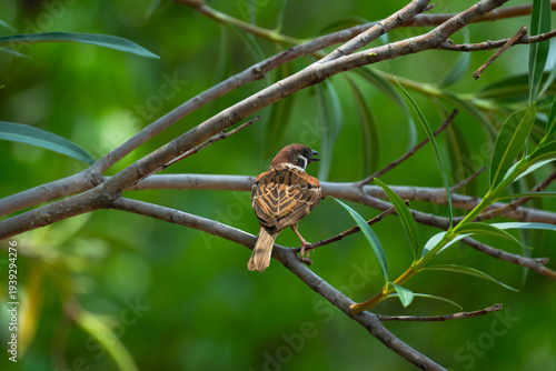 Eurasian tree sparrow sitting on branch with green natural background and soft bokeh in tropical outdoor environment.
