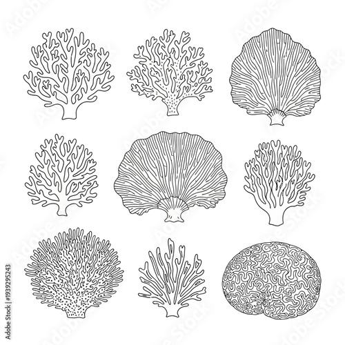 Collection of diverse coral species illustrations, hand-drawn style, isolated on white background
