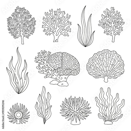 Collection of hand-drawn coral reef elements and sea plants, black and white sketch