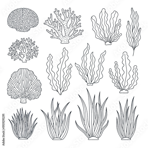 Collection of Hand-Drawn Underwater Plants and Corals