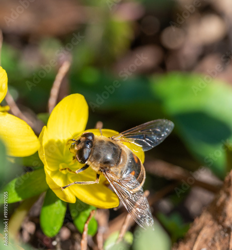 Wildbiene auf Winterling
