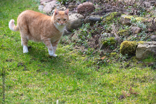 Gelbe Hauskatze aufmerksam im Garten