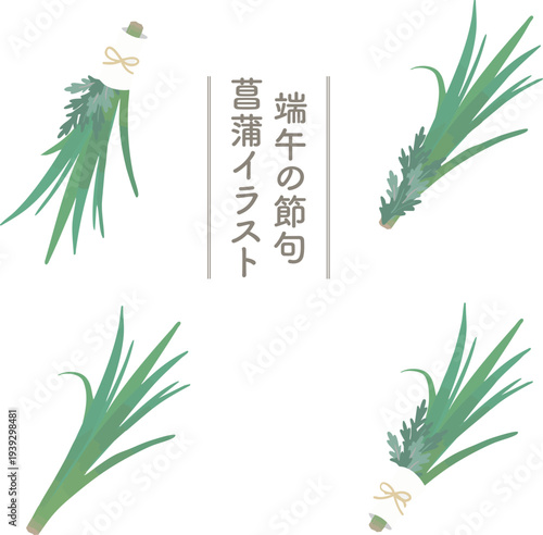 端午の節句の軒菖蒲と蓬のベクターイラストセット フラット和風植物素材　Japanese Iris and Mugwort Set for Tango no Sekku, Flat Vector Illustration