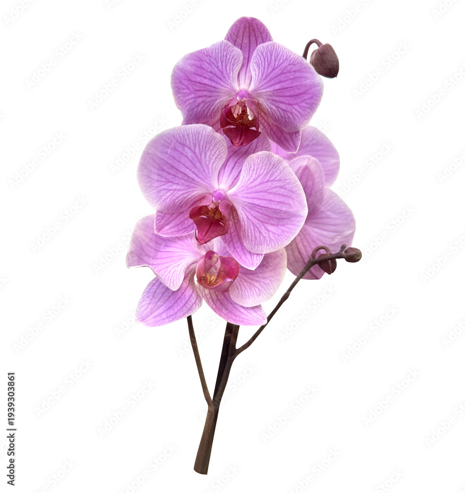 Obraz premium Beautiful branch of pink Phalaenopsis orchid flowers with buds isolated on white background. Elegant tropical moth orchid for wedding, spa, floral design, and greeting card decoration