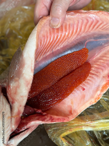 Person opening a raw salmon to reveal fish roe inside. Preparation of fresh marine catch for culinary purpose. Healthy organic protein source and delicacy in professional cooking.