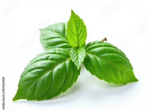 Close-up of two green leaves on a white background