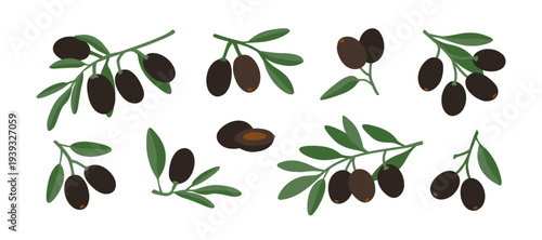 Olive twigs. Ripe black olives and leaves. Vector illustration set isolated on white background.