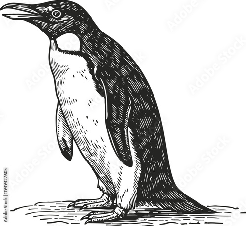 Penguin standing on ground black and white bird with flippers and webbed feet in vintage engraving