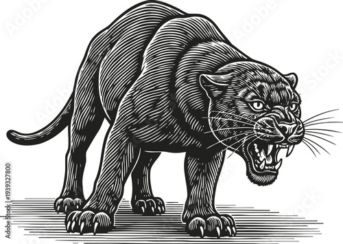 Black panther growling in aggressive stance wild big cat with sharp claws and teeth detailed illustration