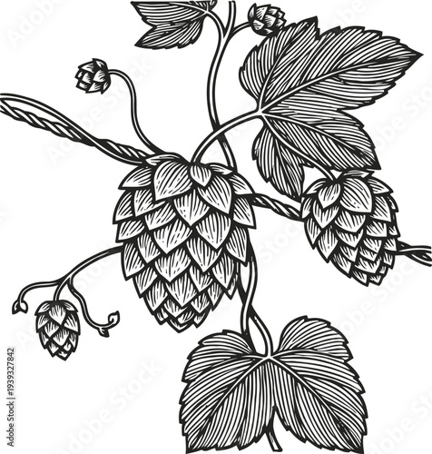 Detailed black and white hop plant illustration with cones and leaves botanical drawing engraving