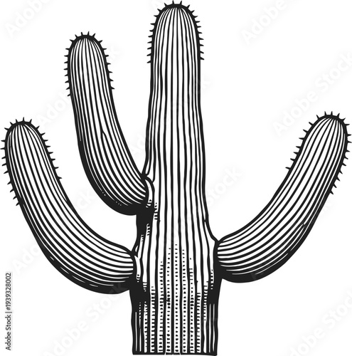 Illustration of a large saguaro cactus with multiple arms and vertical ribs in black and white