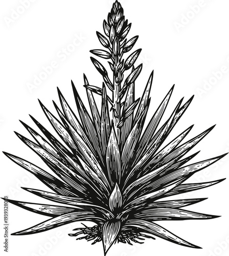 Detailed black and white sketch of agave plant with tall flower spike and long spiky leaves