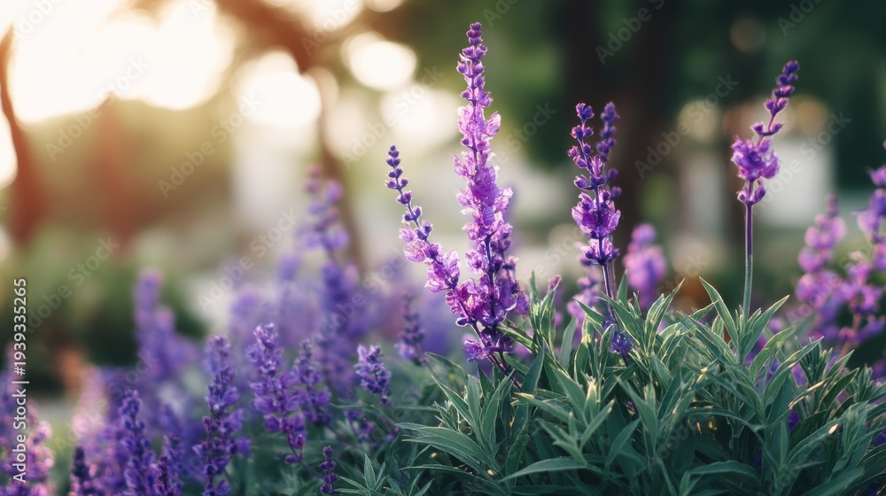 Obraz premium Purple lavender flower blooming garden with bright sunlight. Natural floral background for calm and relaxation. Summer bloom.