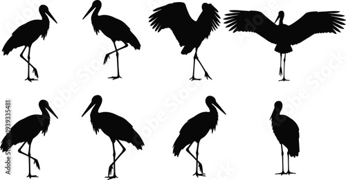 Collection of black stork bird silhouettes in various standing and flying poses with wings spread isolated on white background vector