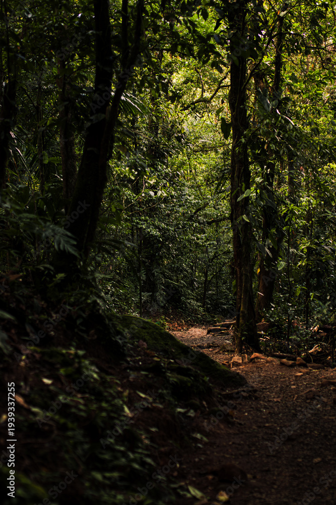 Fototapeta premium path in the jungle