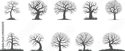 Bare winter tree silhouettes collection, leafless forest tree vector set isolated nature illustration for landscape design, botanical clipart bundle