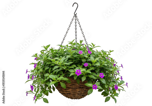 Vibrant purple flowers in a hanging basket with lush green leaves isolated on transparent background