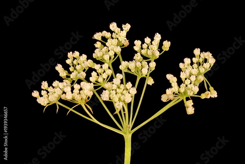 Fotografie Anise (Pimpinella anisum). Umbel Closeup
