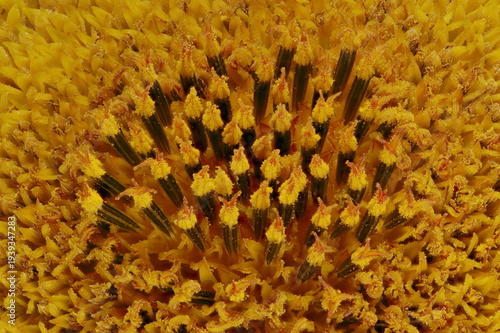 Tableau sur toile Common Sunflower (Helianthus annuus). Disc Florets Closeup