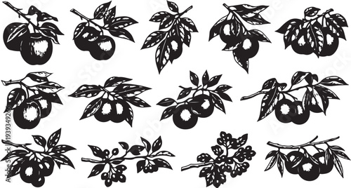 Black and white clove buds with leaves isolated vector illustration flat design graphic art