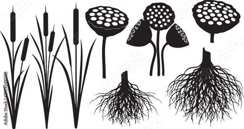 Stages of plant growth from seed to mature roots vector illustration flat design black and white