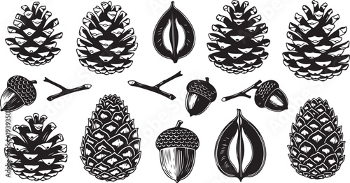Collection of assorted pine cones and seeds detailed vector illustration flat design scalable graphic