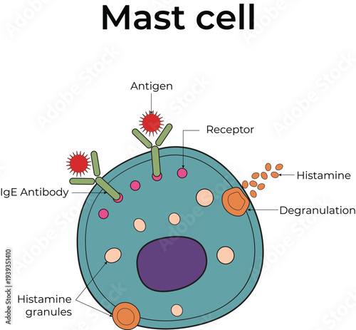Mast Cell Allergic Reaction Immunology Diagram with Histamine Release and IgE Antibody Vector Illustration