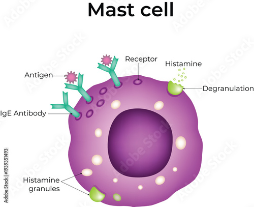 Mast Cell Allergic Reaction Immunology Diagram with Histamine Release and IgE Antibody Vector Illustration