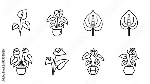 collection of anthurium, minimal thin icon vector set , white background , PNG and SVG isolate