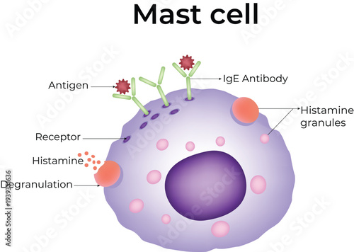Mast Cell Allergic Reaction Immunology Diagram with Histamine Release and IgE Antibody Vector Illustration